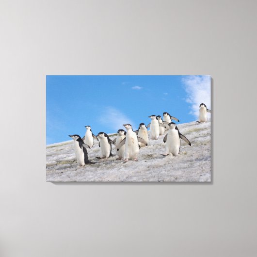 Chinstrap Penguins | Pygoscelis Antarktis Leinwanddruck (Vorderseite)