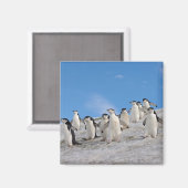 Chinstrap Penguins | Pygoscelis Antarktis Magnet (Vorderseite/Rückseite)