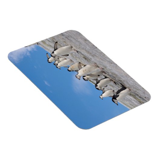 Chinstrap Penguins | Pygoscelis Antarktis Magnet (Rechte Seite)