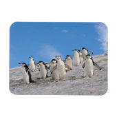 Chinstrap Penguins | Pygoscelis Antarktis Magnet (Horizontal)