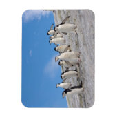 Chinstrap Penguins | Pygoscelis Antarktis Magnet (Vertikal)