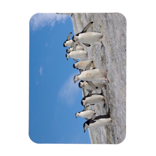 Chinstrap Penguins | Pygoscelis Antarktis Magnet (Vertikal)