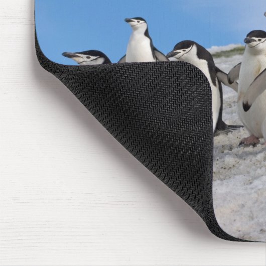 Chinstrap Penguins | Pygoscelis Antarktis Mousepad (Ecke)