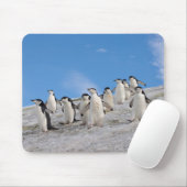 Chinstrap Penguins | Pygoscelis Antarktis Mousepad (Mit Mouse)