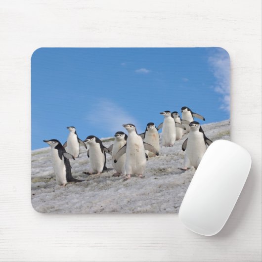 Chinstrap Penguins | Pygoscelis Antarktis Mousepad (Mit Mouse)