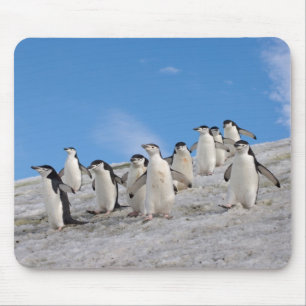Chinstrap Penguins   Pygoscelis Antarktis Mousepad