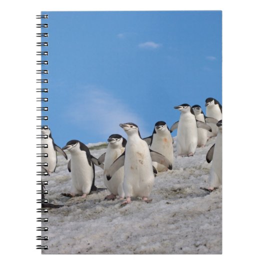 Chinstrap Penguins | Pygoscelis Antarktis Notizblock (Vorderseite)