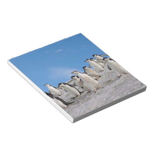Chinstrap Penguins | Pygoscelis Antarktis Notizblock (angewinkelt)