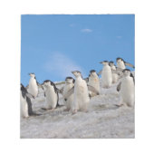 Chinstrap Penguins | Pygoscelis Antarktis Notizblock (Vorderseite)