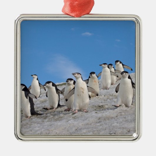 Chinstrap Penguins | Pygoscelis Antarktis Ornament Aus Metall (Vorne)