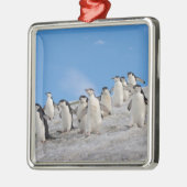 Chinstrap Penguins | Pygoscelis Antarktis Ornament Aus Metall (Links)