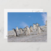 Chinstrap Penguins | Pygoscelis Antarktis Postkarte (Vorne/Hinten)