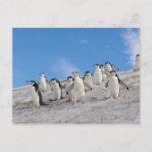 Chinstrap Penguins | Pygoscelis Antarktis Postkarte (Vorderseite)