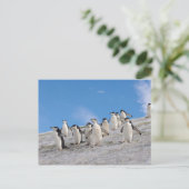Chinstrap Penguins | Pygoscelis Antarktis Postkarte (Stehend Vorderseite)