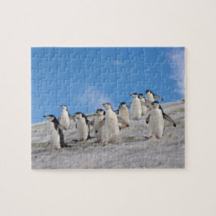 Chinstrap Penguins   Pygoscelis Antarktis Puzzle