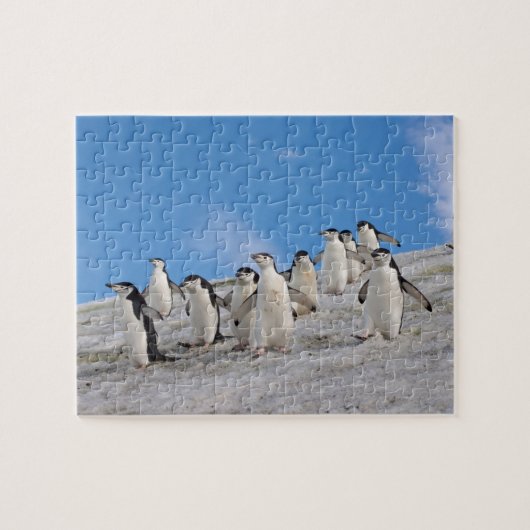 Chinstrap Penguins | Pygoscelis Antarktis Puzzle (Horizontal)