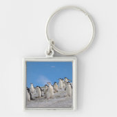 Chinstrap Penguins | Pygoscelis Antarktis Schlüsselanhänger (Vorne)