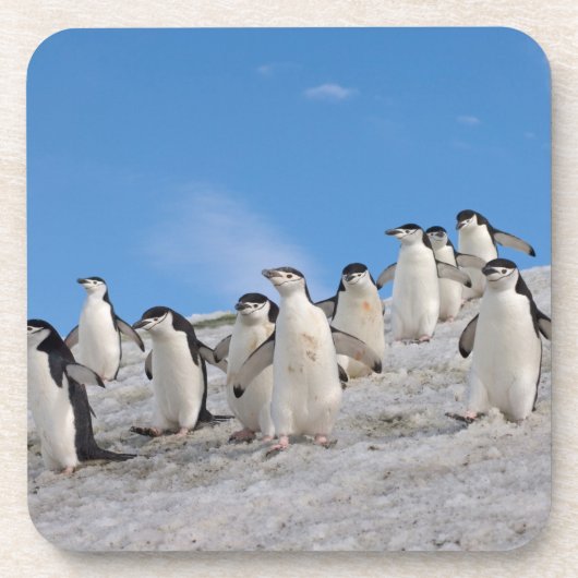 Chinstrap Penguins | Pygoscelis Antarktis Untersetzer (Vorderseite)