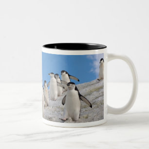 Chinstrap Penguins   Pygoscelis Antarktis Zweifarbige Tasse