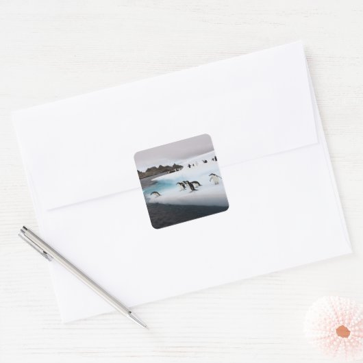 Chinstrap Penguins Quadratischer Aufkleber (Umschlag)