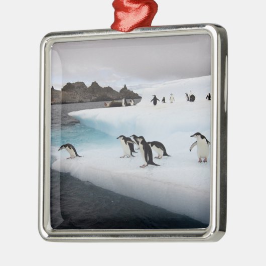 Chinstrap Penguins Silbernes Ornament (Links)