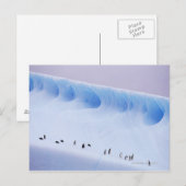 Chinstrap Penguins | Süd-Orkney-Inseln Postkarte (Vorne/Hinten)