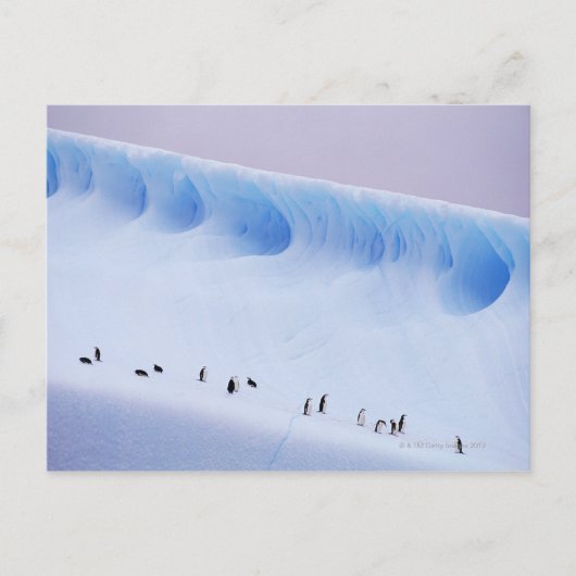 Chinstrap Penguins | Süd-Orkney-Inseln Postkarte (Vorderseite)