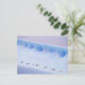 Chinstrap Penguins | Süd-Orkney-Inseln Postkarte (Stehend Vorderseite)