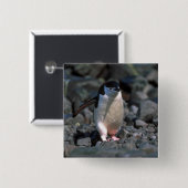Chinstrap Pinguin Button (Vorne & Hinten)