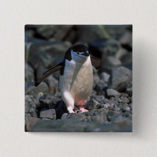 Chinstrap Pinguin Button