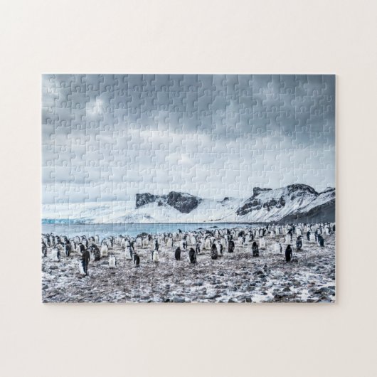Chinstrap Pinguin-Kolonien-Landschaft Puzzle (Horizontal)