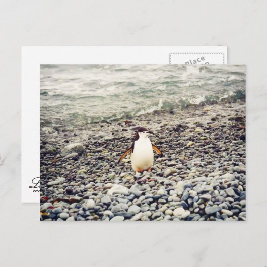 Chinstrap Pinguin, Postkarte (Vorne/Hinten)