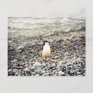 Chinstrap Pinguin, Postkarte
