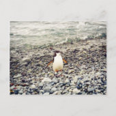 Chinstrap Pinguin, Postkarte (Vorderseite)