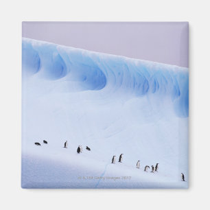 Chinstrap Pinguin, Südorkney-Inseln Magnet