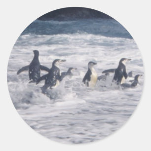 Chinstrap Pinguine in der Strandbrandung Runder Aufkleber