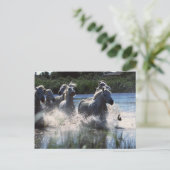 Chintoteague Ponies Crossing Channel Postkarte (Stehend Vorderseite)