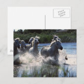 Chintoteague Ponies Crossing Channel Postkarte (Vorne/Hinten)