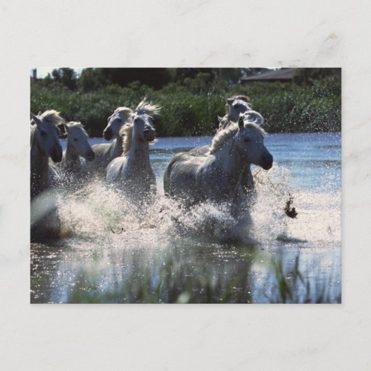 Chintoteague Ponies Crossing Channel Postkarte (Vorderseite)