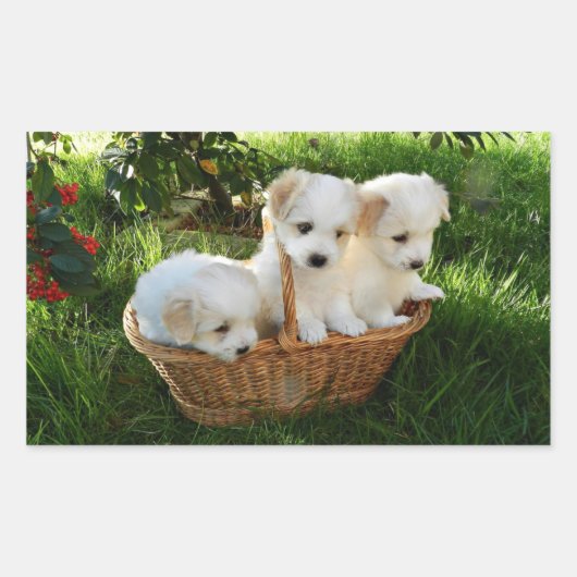 Chiots, Coton de Tulear, Welpen Rechteckiger Aufkleber (Vorderseite)
