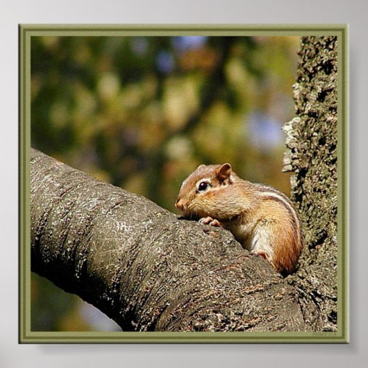 Chip oder Dale? Poster (Vorne)