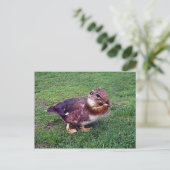 Chipduck Postkarte (Stehend Vorderseite)