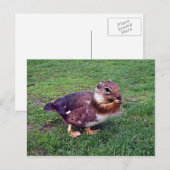 Chipduck Postkarte (Vorne/Hinten)