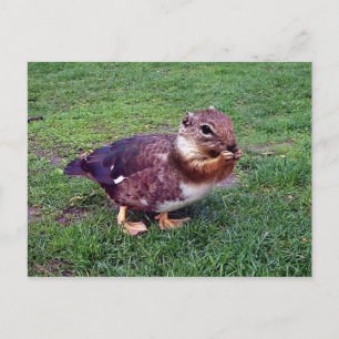 Chipduck Postkarte