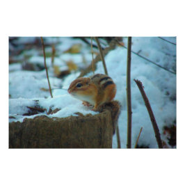 Chipmonk in Snow Poster