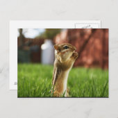 Chipmun Praying Postkarte (Vorne/Hinten)