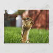 Chipmun Praying Postkarte (Vorderseite)