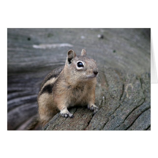 Chipmunk (Vorderseite (Horizontal))