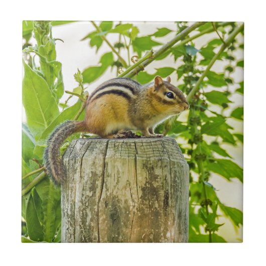 Chipmunk an einem Zaun Fliese (Vorderseite)