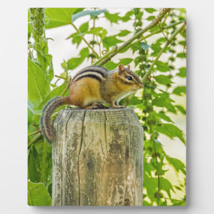 Chipmunk an einem Zaun Fotoplatte